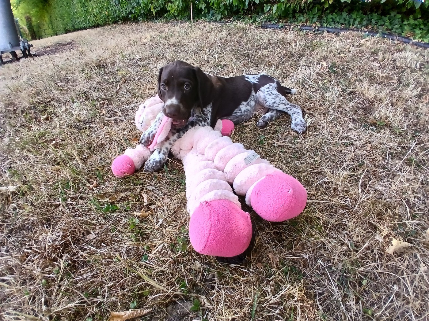 Du Clos De La Pomme D'or - Chiots disponibles - Braque allemand à poil court